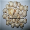 White Garlic in Vietnam