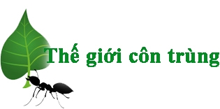 Giới thiệu về website diệt côn trùng