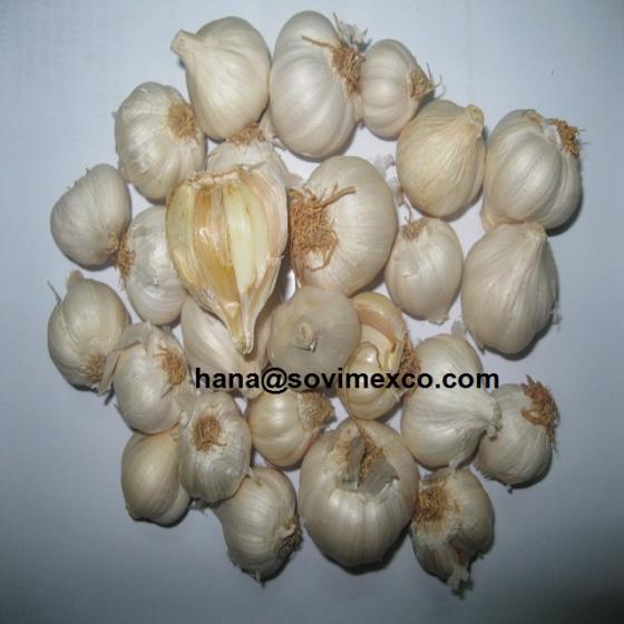 White Garlic in Vietnam